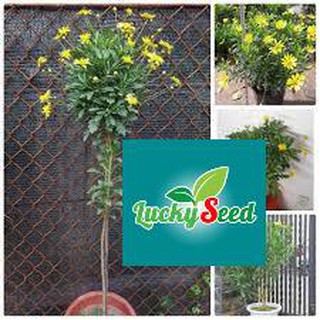 Gói 50 hạt giống cúc thân gỗ luckyseed