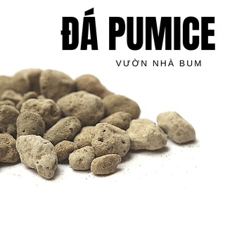 Đá pumice trồng sen đá