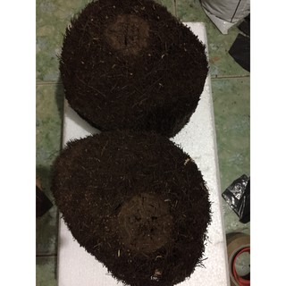Cặp dớn ghép lan đường kính trên 20cm cao 10 cm