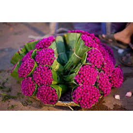 Hạt Giống Hoa Cúc Bách Nhật  - MUA 3 TẶNG 1 CÙNG LOẠI