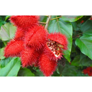 hạt điều màu loại 1
