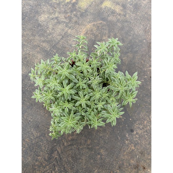 Chậu cứng Sedum cỏ tuyết