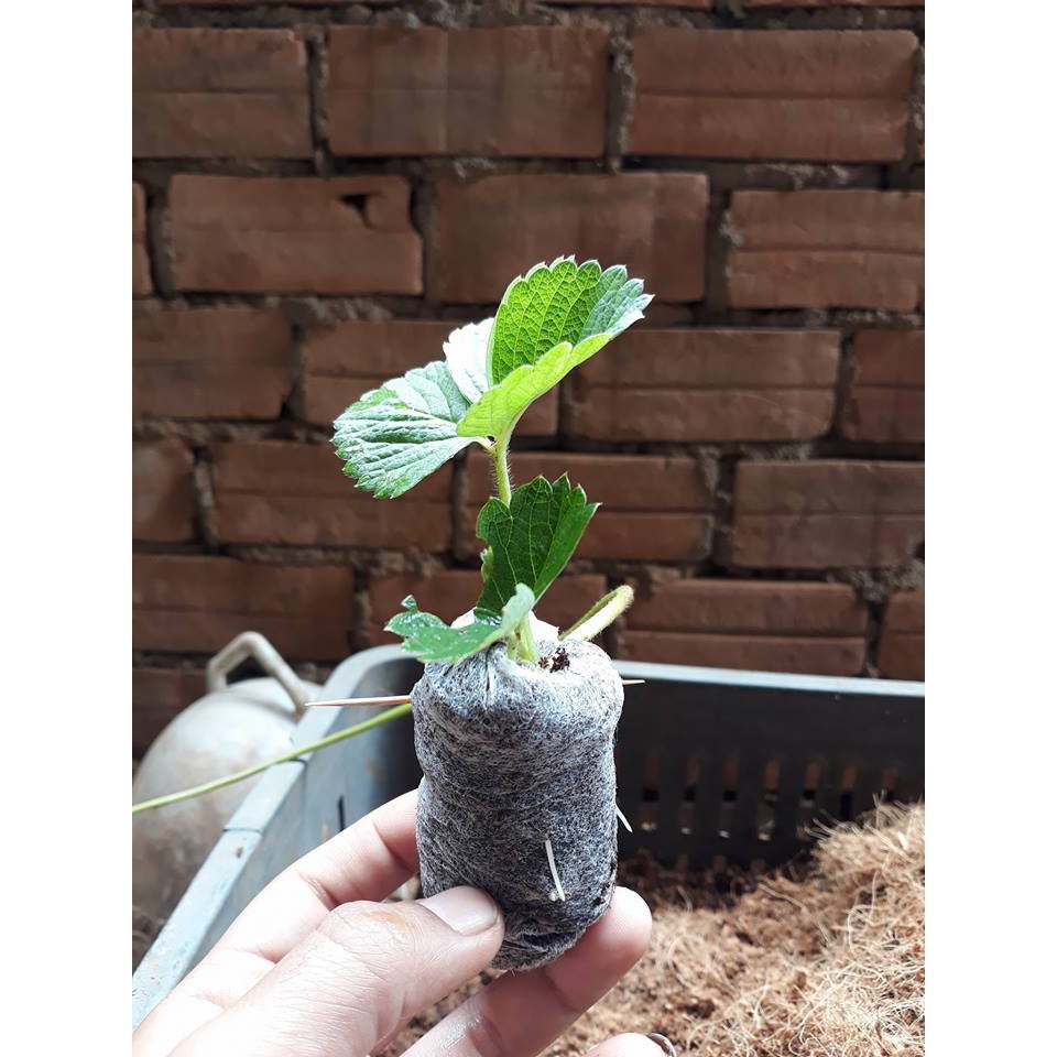 Bộ 100 viên nén ươm hạt xơ dừa hữu cơ trồng rau, dâu tây, thủy canh (đk 4cm x cao 1cm)