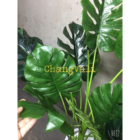 Cây trầu bà tay phật ( trầu bà lá xẻ)  1,3 và 1,9m -cây giả