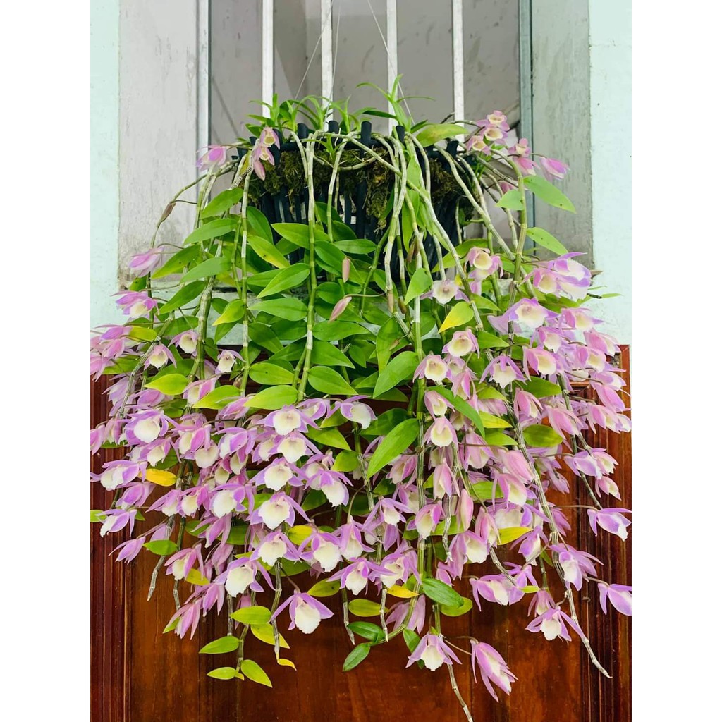THIÊN CUNG  Cây kie MẦM.