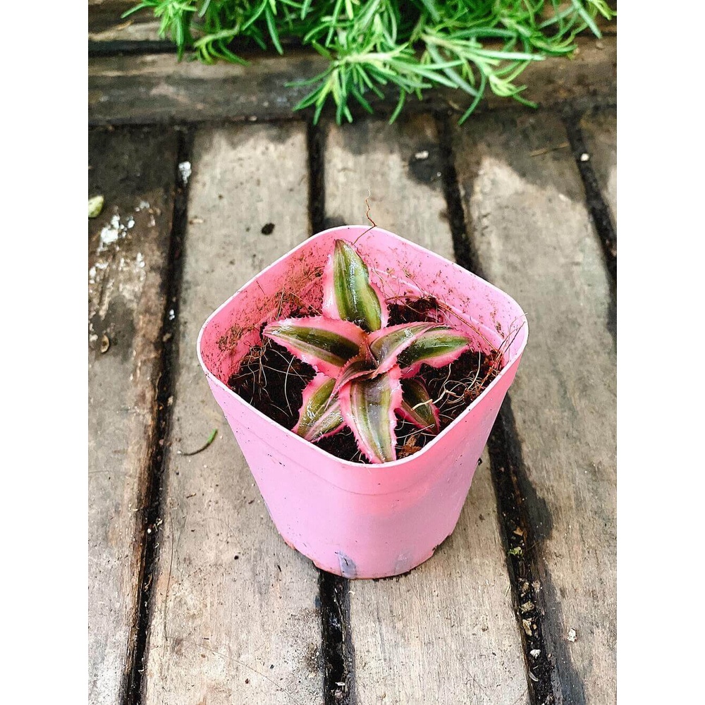 Cây giống Cryptanthus bivittatus Pink Starlite (Dứa cảnh, Nhung Diệp Tiểu Phụng) chậu nhựa