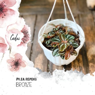 Cây Pilea repens Bronze chậu treo bí ngô