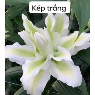 Combo 10 củ ly thân cao hoa kép màu trắng củ ly giống