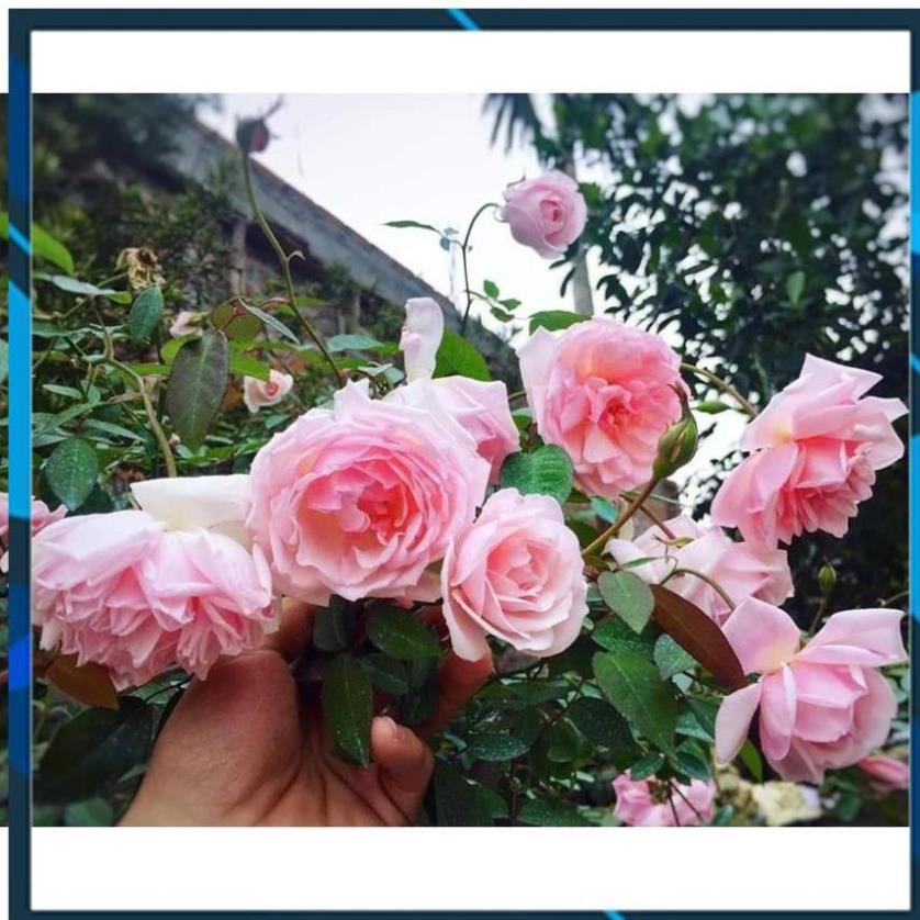 [BÁN CHẠY] bầu Hồng Đào Cổ giống – Hồng cổ Việt Nam rất thơm và sai hoa- CÂY GIỐNG NGUYÊN BẦU TỪ CÂY MẸ XỊN