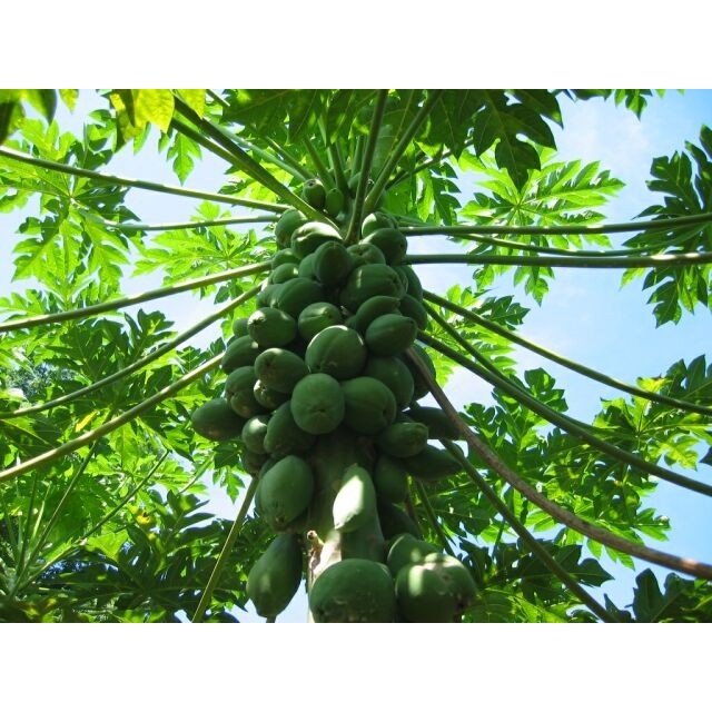 Lá Đu Đủ tươi