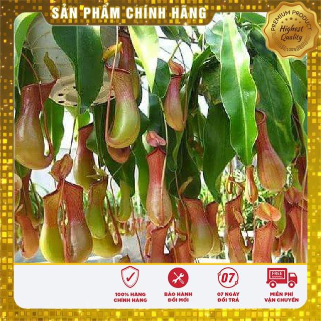 5 Hạt giống Cây nắp ấm (tặng gói Kích nẩy mầm và Hướng dẫn) VIETSEED