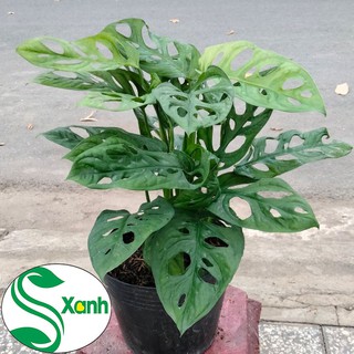 Trầu bà lá lỗ