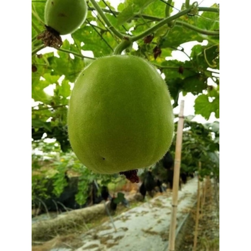 HẠT GIỐNG BÍ ĐAO TRÒN THÁI LAN