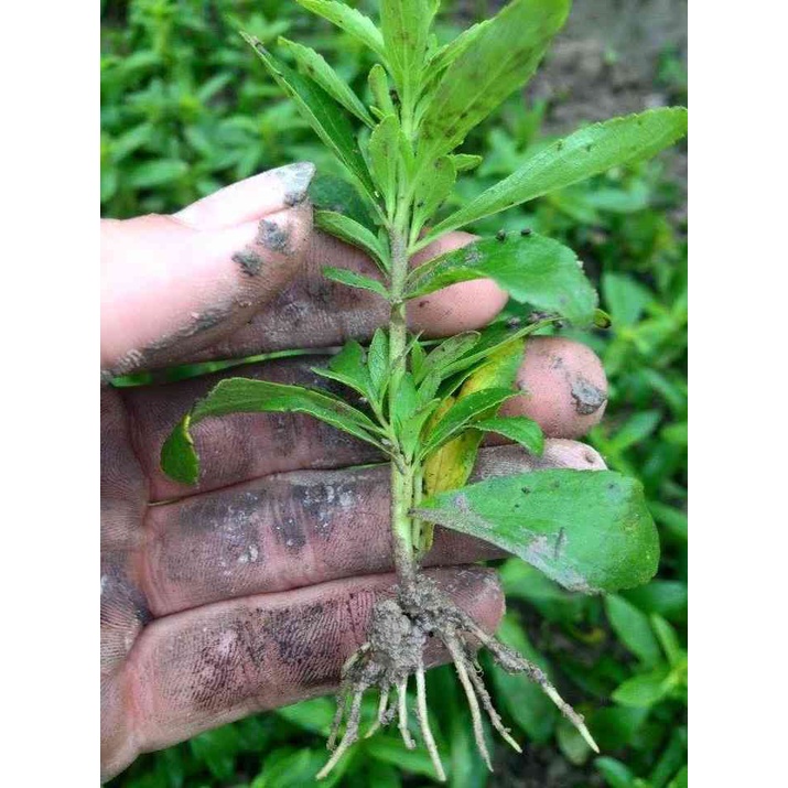 Hạt giống cỏ ngọt stevia  CT232 - Gói 20 hạt