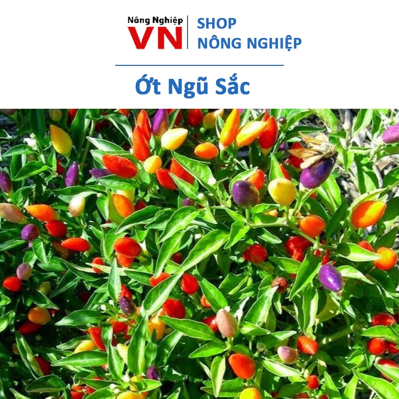 Hạt Giống Ớt Ngũ Sắc 30 hạt