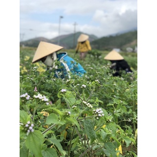 TINH DẦU HOA NGŨ SẮC