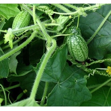 Hạt giống Dưa Hấu Mini 10 Hạt TẶNG KÈM KÍCH MẦM NHANH