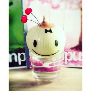 Hạt giống Củ hành tây LS