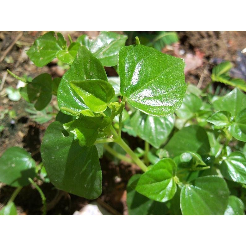 Phân Bón Lá Đầu Trâu MK501 100GRAM MK 501 kích cây ra rễ, nảy chồi, ra lá, Chuyên Dành Cho Hoa Lan, Cây Kiểng