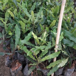 Cây mắc ca giống