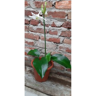 Củ giống hoa ngọc trâm