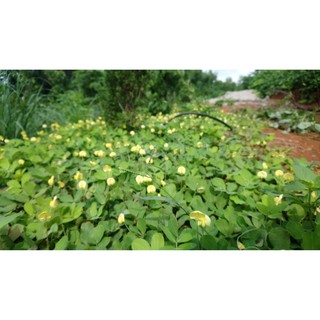 1kg cây giống cỏ lạc dại (cỏ đậu phộng)