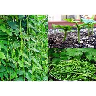 Hạt giống đậu đũa