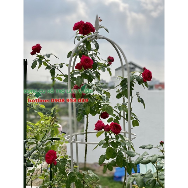 Khung cho hoa hồng leo của Nhật cao 160cm có 3 vòng đỡ cây đường kính 31cm màu trắng