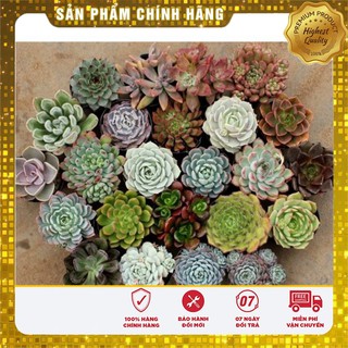 Hạt giống sen đá nhiều loại ( gói 15- 20 Hạt )