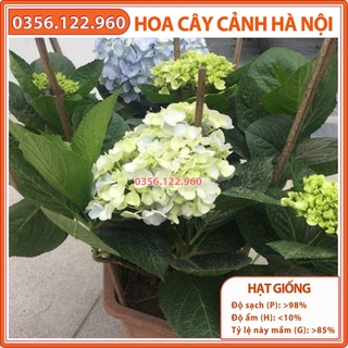 Hạt giống hoa cẩm tú cầu - 10 hạt - Shop hoa cây cảnh Hà Nội