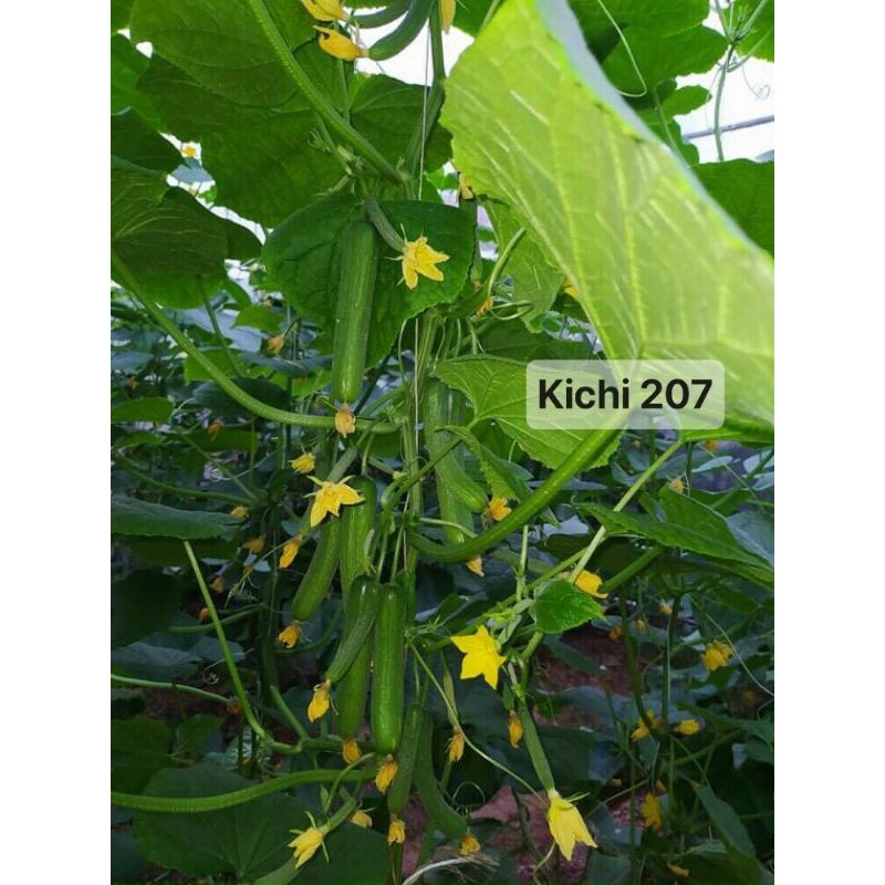 dưa chuột chùm kichi 207