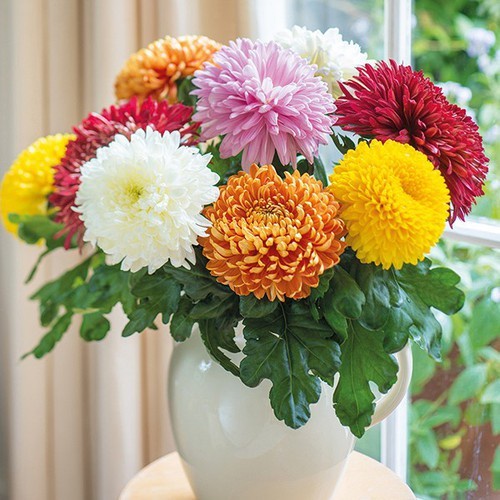 Phân bón lá Growmore Bloom 10-55-10+TE 100gr phân hóa mầm hoa - Kích rễ mạnh