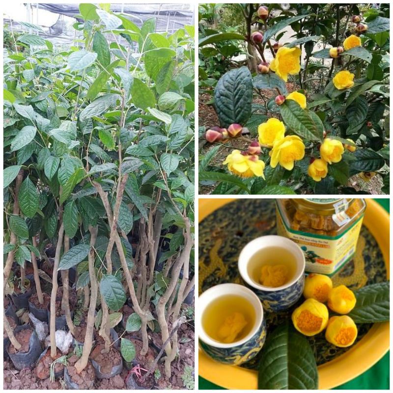 Cây giống trà hoa vàng 60cm