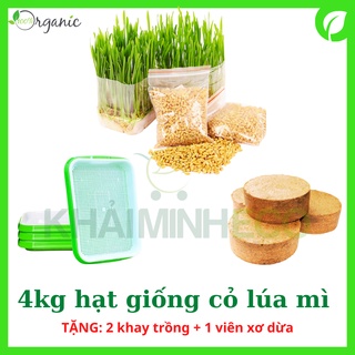 TẶNG: 2 khay thủy canh + 1 xơ dừa (khi mua 4kg hạt lúa mì)