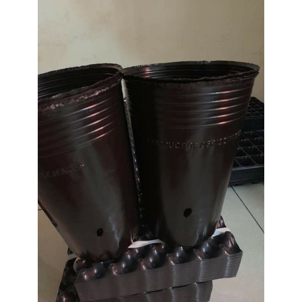 Chậu sầu riêng  , .