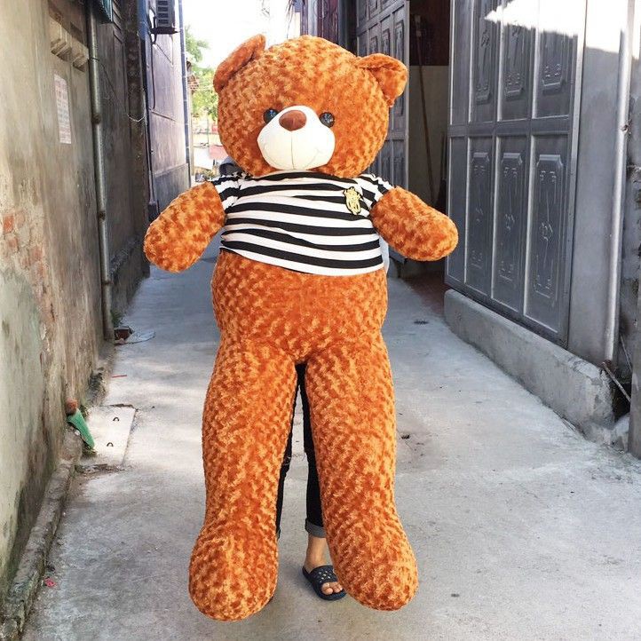 Gấu bông Teddy Cao Cấp Khô vải 1,6m cao 1m Màu Vàng Đồng