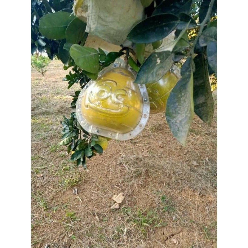 Khuân ép hình quả bưởi. lê.dưa .xoài