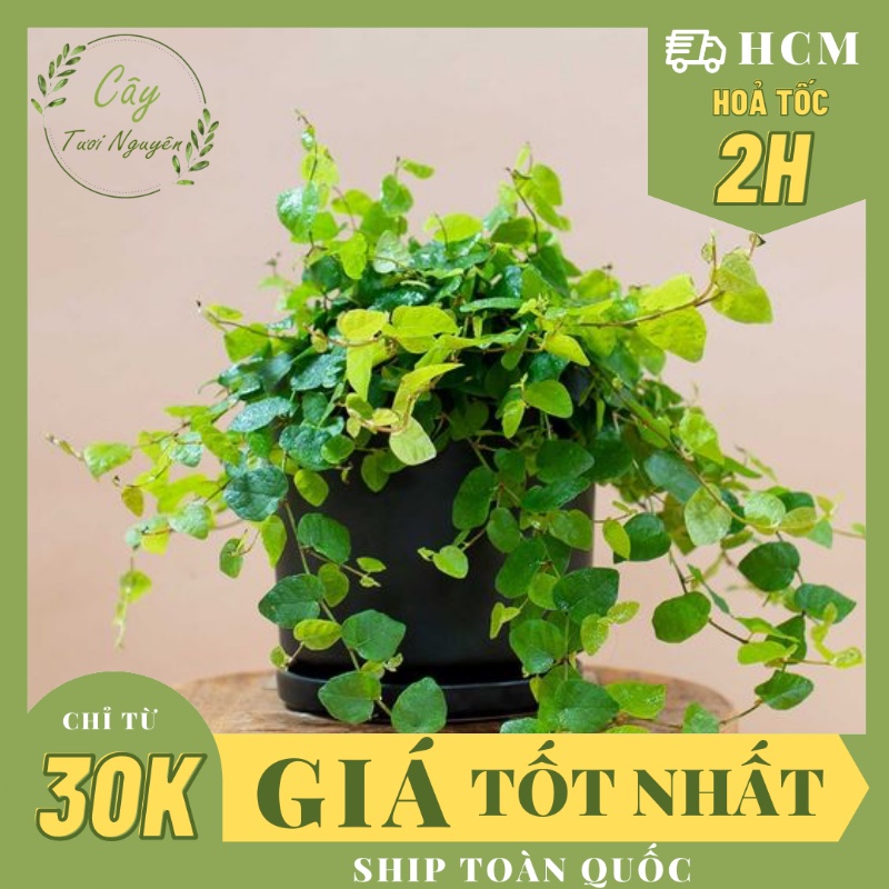 CÂY VẢY ỐC ( THẰN LẰN BÒ) ,(cao 10cm), cây phong thủy để bàn mini GIÁ RẺ, lọc không khí, Cây Tươi Nguyên CTN0370