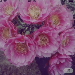 Xương rồng lobivia HL5