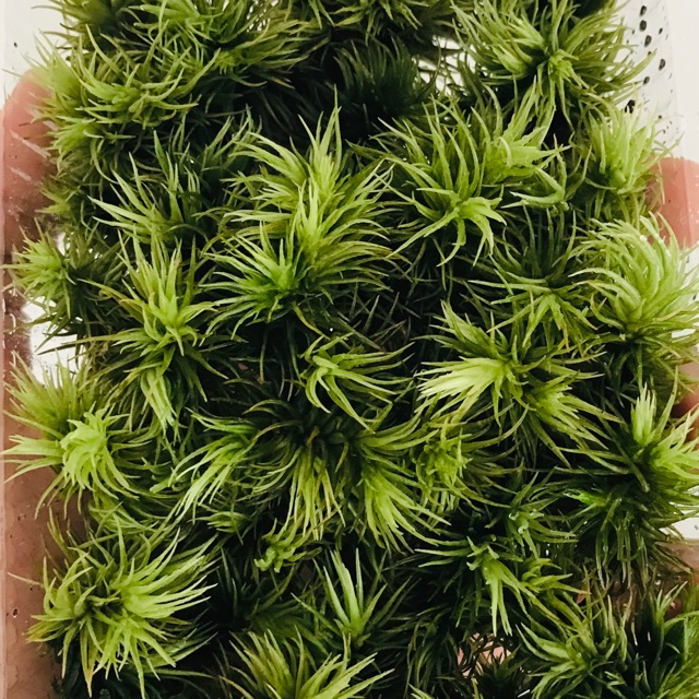 Rêu Giganteum