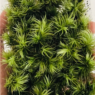 Rêu Giganteum