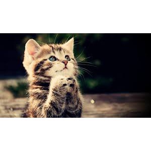 Pate mèo nekko mèo con