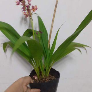 Địa lan chu đỉnh ( 3 màu)