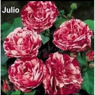 Cành Chiết Hoa Hồng Ngoại Julio. (Giống Hoa Hồng)