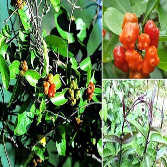 Combo 5 cây giống ba kích tím
