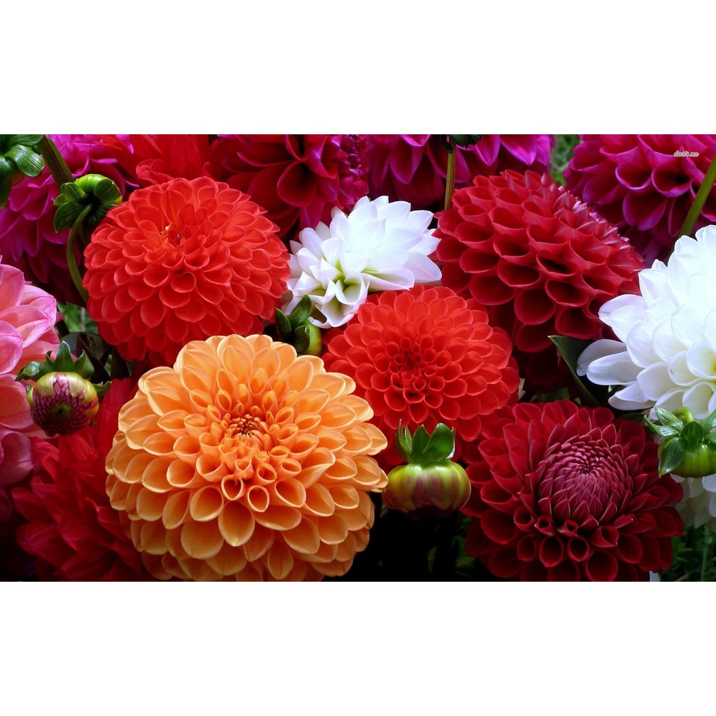 Hạt Giống Hoa Thược Dược Mix Nhiều Màu  -