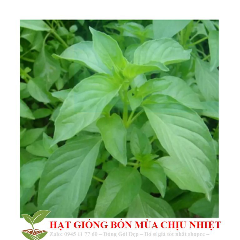 Gói Hạt Giống Húng Thơm Trắng Rau Thơm Sả luckyseed hạt siêu rẻ