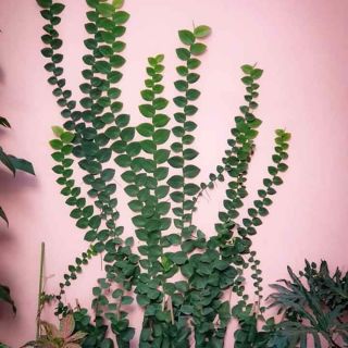 Cây 🌲 Kắt Kè ♌ leo tường.