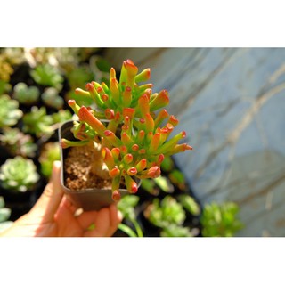 SEN ĐÁ ỐNG ĐIẾU CỔ THỤ MINI