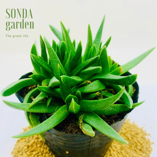 Sen đá cỏ ngọc SONDA GARDEN size bé 5-8cm, xuất xứ Đà Lạt, khoẻ đẹp, lỗi 1 đổi 1